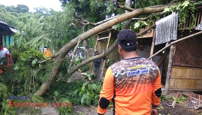 Angin Kencang Terjang Kota Batu, Rusakkan Rumah Warga, Kendaraan dan Puluhan Pohon Tumbang