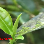 Teh Yabukita yang tumbuh hanya di Jember