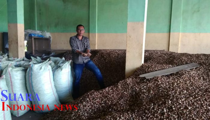 Di Abdya, Harga Pinang Kering Anjlok Petani Kecewa