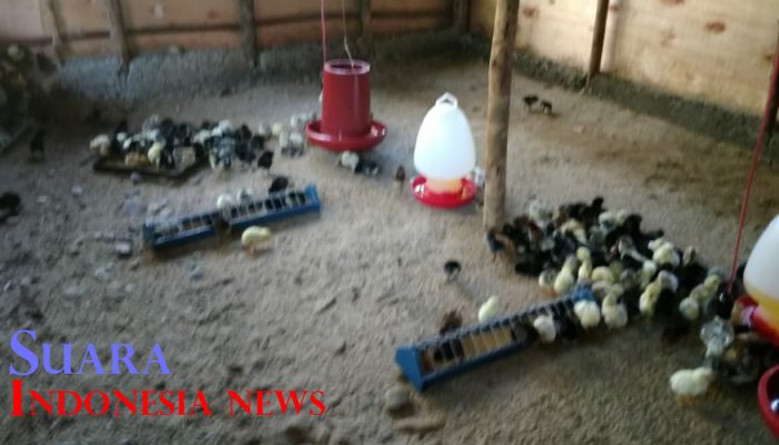 LSM Kompak Minta APIP Segera Audit Pengadaan Ayam KUB