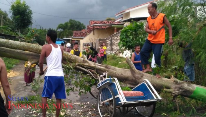 Angin Kencang, Pohon Randu Nyaris Timpa Tukang Becak di Pamekasan