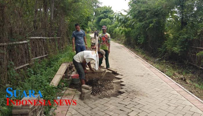 Pavingisasi yang Rusak di Desa Curah Dukuh Kecamatan Kraton Akhirnya Diperbaiki