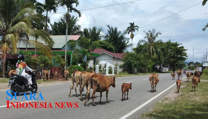 Ternak Berkeliaran Ganggu Pengguna Jalan, Satpo PP Abdya Janji akan Tertipkan Siang-Malam