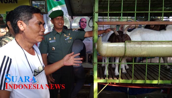 Pemkab Abdya Kembangkan Ternak Kambing Boer