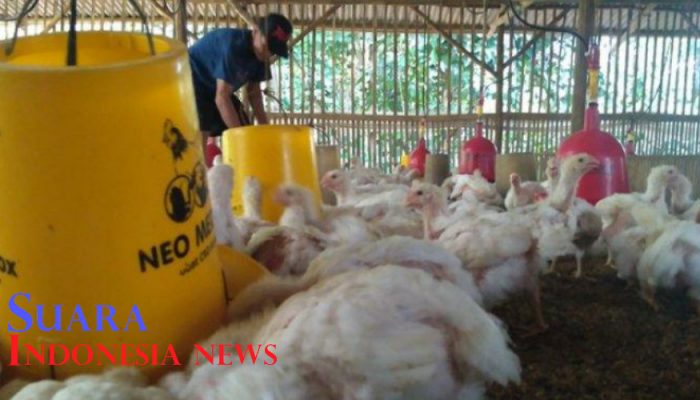 Harga Ayam Anjlok, Peternak di Kabupaten Pekalongan Merugi