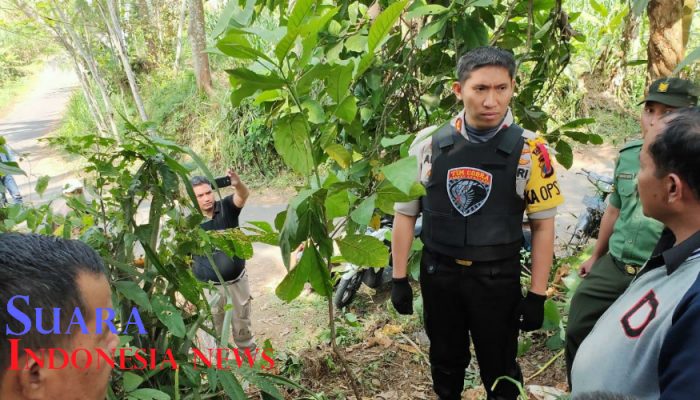 Satgas Keamanan Desa Tak Aktif, Maling Gondol 4 Ekor Sapi