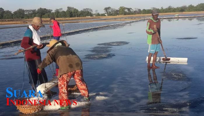 Harga Garam Anjlok, Petani Minta Presiden Pecat Dirut PT Garam