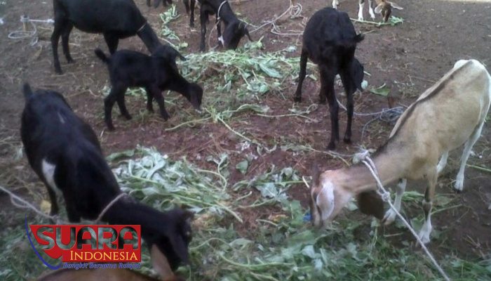 Antara Kasus Kambing Etawa dan Bantuan Kambing Dinsos Bangkalan
