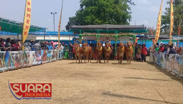 Tarik Wisatawan, Pemkab Sumenep Gelar Kontes Sape Sonok 9 Tarik Wisatawan, Pemkab Sumenep Gelar Kontes Sape Sonok