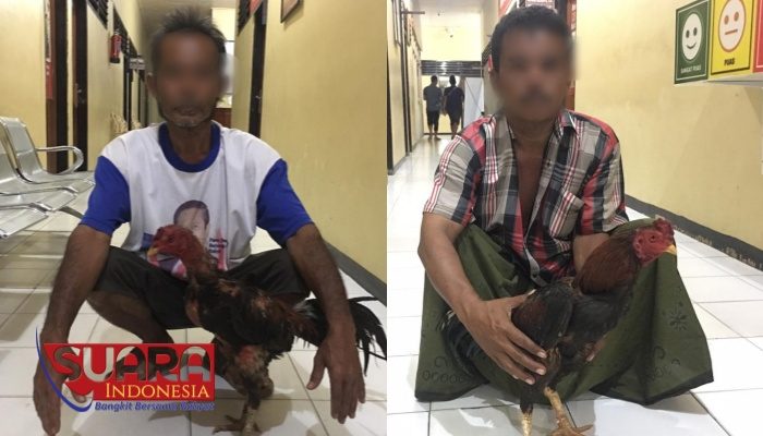 Polres Sumenep Amankan Dua Pelaku Judi Sabung Ayam