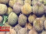 Kampung Durian, Durian Lokal Desa Periangan