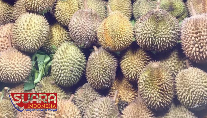 Kampung Durian, Durian Lokal Desa Periangan 1 IMG 20240129 084506