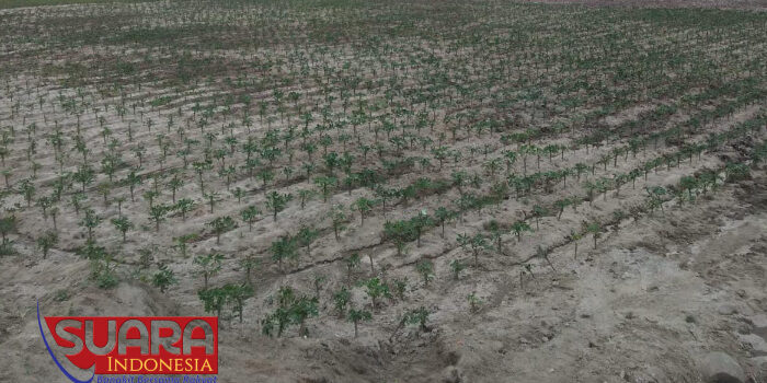 Bekas Galian C di Perbaungan Kini Jadi Lahan Pertanian Padi