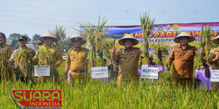 Panen Padi di Tanjung Morawa, HMA Yusuf Siregar: Deli Serdang Lumbung Pangan Sumut