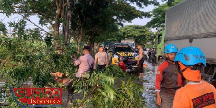 Pohon Tumbang Akibatkan Jalan Pantura Pati Macet, Polisi Dibantu Warga Lakukan Evakuasi