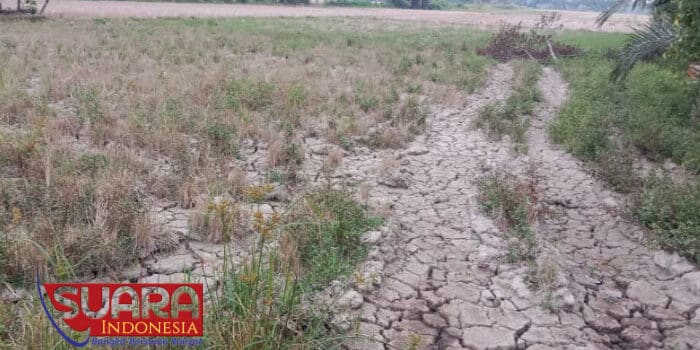 Tiap Tahun Krisis Air Irigasi, Pemkab Aceh Utara Terkesan Tidak Tanggap Nasib Petani di Baktia Barat
