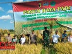 Dandim 0826 Pamekasan Bersama Dinas Pertanian, Panen Raya Padi di Desa Pademawu Timur