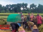 Dukung Produktivitas Petani, Sertu Kusnadi Bantu Petani Panen Padi 8 Dukung Produktivitas Petani, Sertu Kusnadi Bantu Petani Panen Padi
