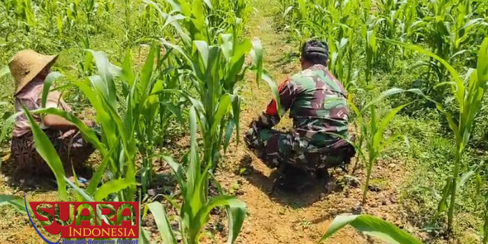 Sambangi Petani Jagung, Babinsa Posramil 0826-12 Kadur Beri Motivasi Bertani