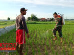 Tingkatkan Ketahanan Pangan, Babinsa Koramil 0826-13 Pasean Dampingi Penyemprotan Pupuk Padi 14 Tingkatkan Ketahanan Pangan, Babinsa Koramil 0826-13 Pasean Dampingi Penyemprotan Pupuk Padi