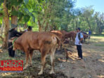 Jelang Hari Raya Idul Adha 1445 H, DKPP Pamekasan Akan Melakukan Pengecekan Hewan Qurban 8 Jelang Hari Raya Idul Adha 1445 H, DKPP Pamekasan Akan Melakukan Pengecekan Hewan Qurban