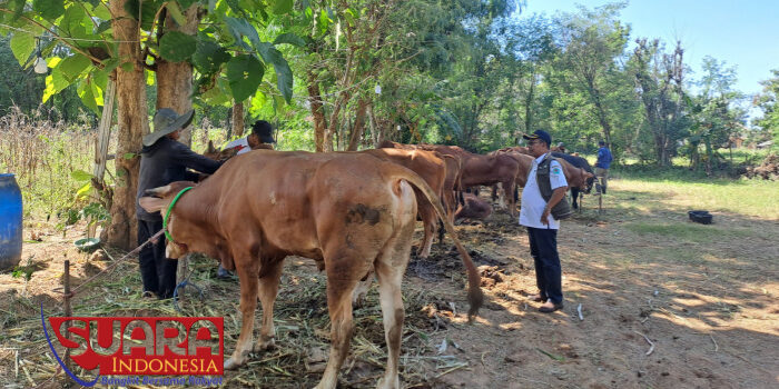 Jelang Hari Raya Idul Adha 1445 H, DKPP Pamekasan Akan Melakukan Pengecekan Hewan Qurban
