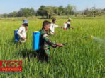 Jaga Kualitas, Babinsa Lebbek 0826-09 Pakong Dampingi Penyemprotan Tanaman Padi