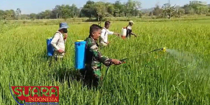Jaga Kualitas, Babinsa Lebbek 0826-09 Pakong Dampingi Penyemprotan Tanaman Padi
