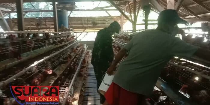 Dukung Perkembangan UMKM, Babinsa Koramil 0826-08 Palengaan Laksanakan Komsos dengan Peternak Ayam