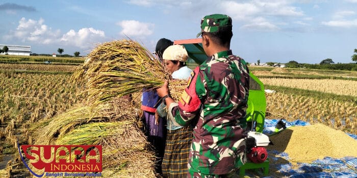 Dukung Swasembada Pangan, Babinsa Desa Terrak Koramil 0826-02 Tlanakan Bantu Petanil Panen Padi
