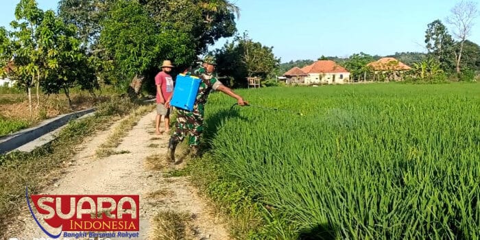 Jaga Kualitas Tanaman Padi, Babinsa Bicorong Koramil 0826-09 Pakong Bantu Petani Basmi Hama