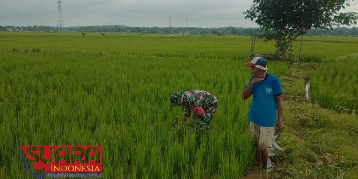 Beri Dukungan Moril Pada Petani, Babinsa Desa Bantu Bersihkan Rumput Liar Tanaman Padi