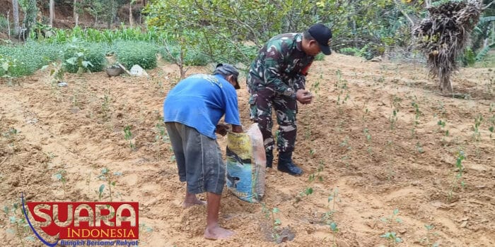 Dukung Program Ketahanan Pangan, Anggota Posramil 0826-12 Kadur Bantu Pemupukan Tanaman Cabe