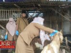 Jelang Hari Raya Idhul Adha 2024, DKPP Sumenep Mulai Lakukan Cek Kesehatan Hewan Kurban