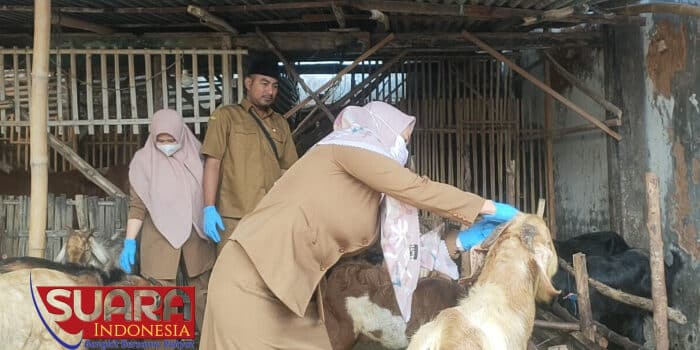 Jelang Hari Raya Idhul Adha 2024, DKPP Sumenep Mulai Lakukan Cek Kesehatan Hewan Kurban