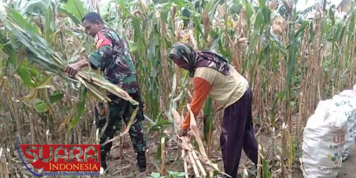 Bantu Warga Panen Jagung, Babinsa Desa Kartagenah Daya Ajak Masyarakat Manfaatkan Lahan Kosong untuk Pertanian