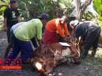 YJPP Distribusikan Daging Kurban Hari Ini