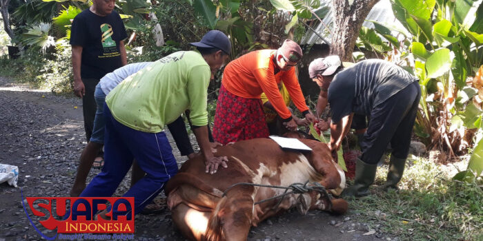 YJPP Distribusikan Daging Kurban Hari Ini