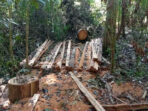 Deforestasi Sporadis di Hutan Produksi Ranto Peureulak Ancam Ekosistem Aceh Timur