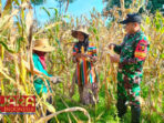 Dukung Ketahanan Pangan, Babinsa Koramil 0826-13 Pasean Bantu Warga Panen Jagung 11 Dukung Ketahanan Pangan, Babinsa Koramil 0826-13 Pasean Bantu Warga Panen Jagung
