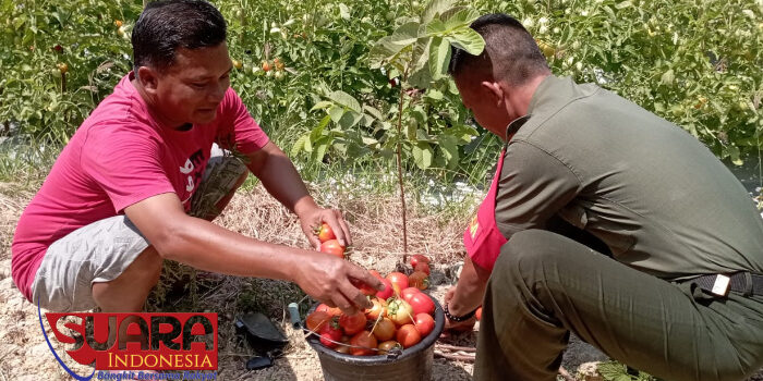 Babinsa Koramil 0826-07 Dorong Ketahanan Pangan di Desa Bulangan Barat