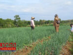 Program Upland Project Dongkrak Ekonomi Petani Bawang Merah di Desa Matanair
