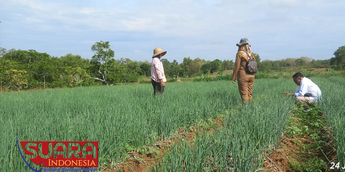 Program Upland Project Dongkrak Ekonomi Petani Bawang Merah di Desa Matanair