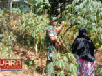 Dukung Ketahanan Pangan, Babinsa Koramil 0826-07 Pegantenan dan Mayarakat Budidayakan Tanaman Singkong