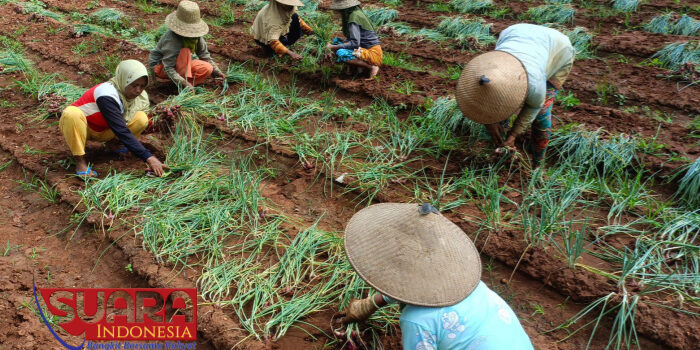 Proyek UPLAND Sumenep Berhasil, Panen Bawang Merah di Desa Bunbarat Bawa Harapan Baru 6 Proyek UPLAND Sumenep Berhasil, Panen Bawang Merah di Desa Bunbarat Bawa Harapan Baru
