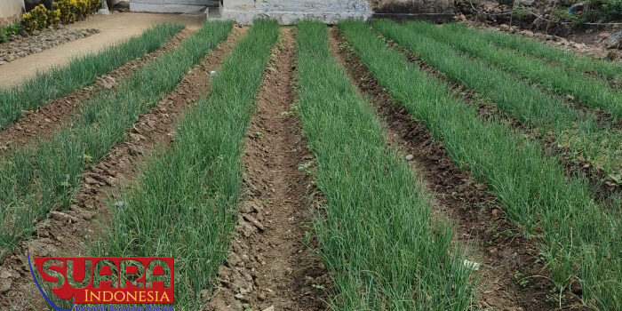 Program UPLAND DKPP Sumenep Tingkatkan Produktivitas Bawang Merah di Desa Duko