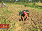 Dukung Ketahanan Pangan, Babinsa Desa Bajang Bersama Warga Laksanakan Panen Padi Kedua 8 Dukung Ketahanan Pangan, Babinsa Desa Bajang Bersama Warga Laksanakan Panen Padi Kedua