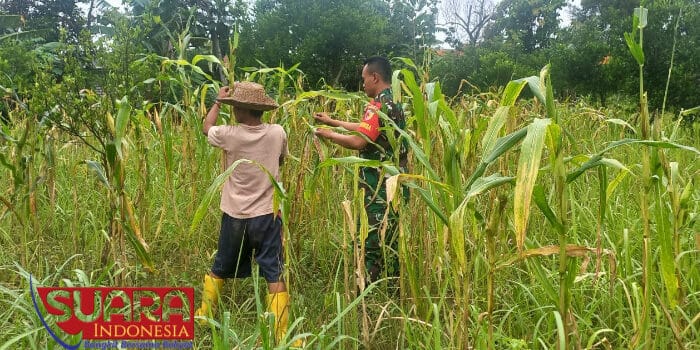 Babinsa Koramil 0826-07 Pegantenan, Dukung Optimasi Pertanian dengan Komsos Bersama Petani