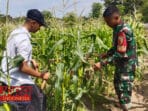 Babinsa Bandungan Koramil 0826-09 Pakong Dukung Petani Wujudkan Ketahanan Pangan di Pamekasan 14 Babinsa Bandungan Koramil 0826-09 Pakong Dukung Petani Wujudkan Ketahanan Pangan di Pamekasan