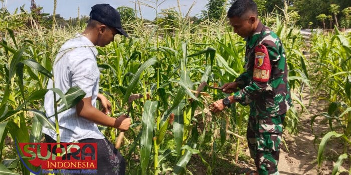 Babinsa Bandungan Koramil 0826-09 Pakong Dukung Petani Wujudkan Ketahanan Pangan di Pamekasan